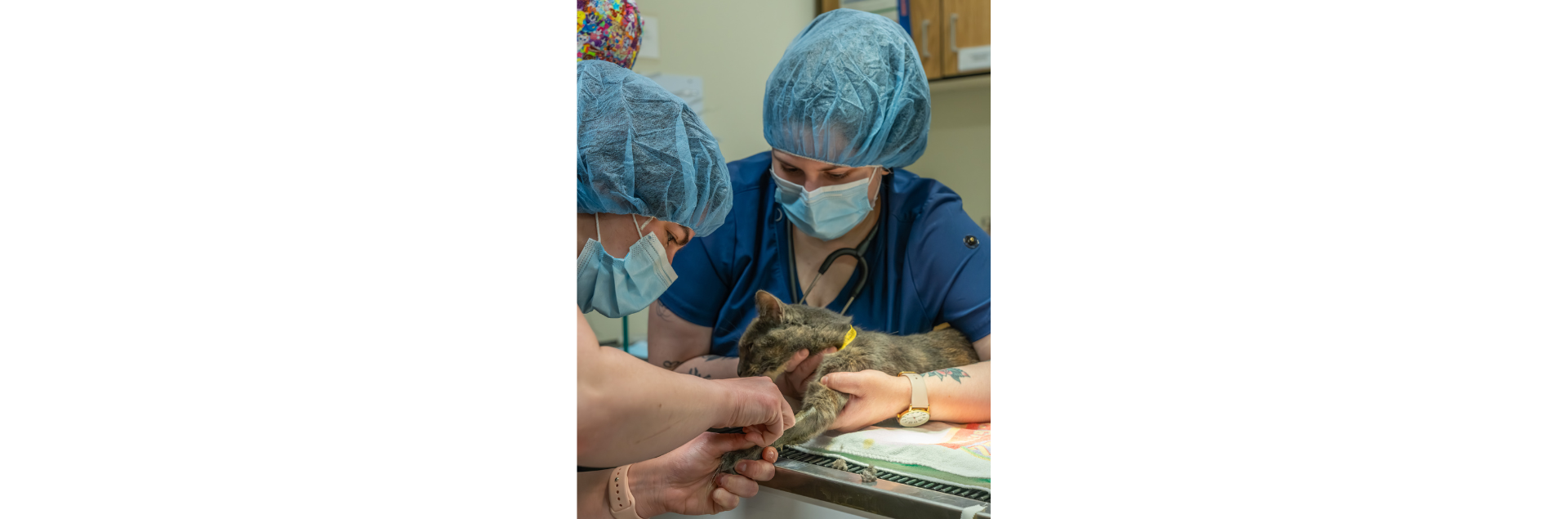 Photo Caption: Macomb Community College veterinary technician students place a catheter in a cat as part of their hands-n clinical training in the college’s Veterinary Technician program.