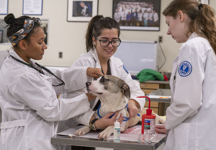 Veterinary Assistant