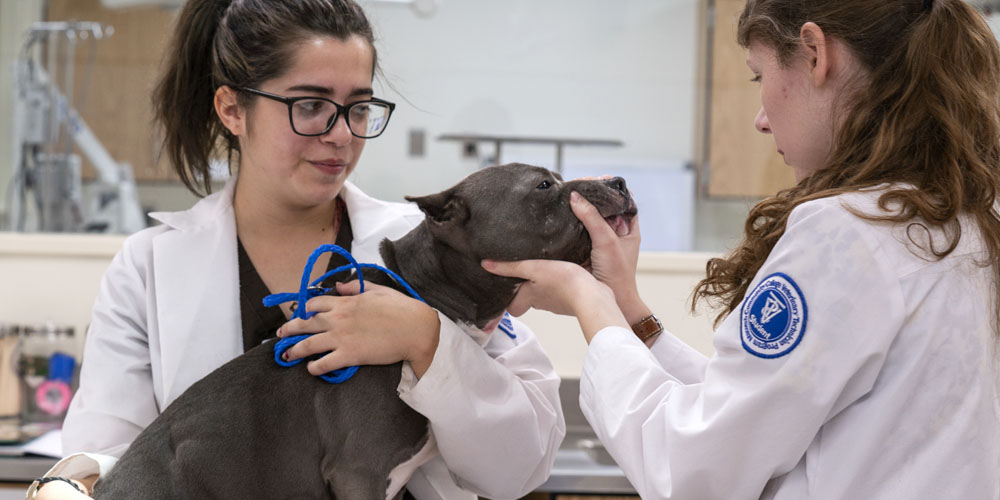 Veterinary Technician