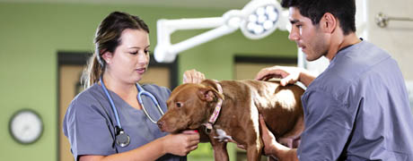 Veterinary Assistant